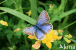 Common Blue (Polyommatus icarus)