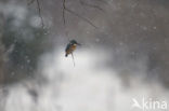 IJsvogel (Alcedo atthis)