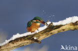 IJsvogel (Alcedo atthis)