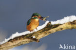 IJsvogel (Alcedo atthis)