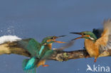 IJsvogel (Alcedo atthis)