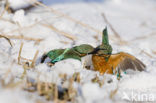 Kingfisher (Alcedo atthis)