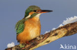 IJsvogel (Alcedo atthis)