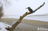 Kingfisher (Alcedo atthis)
