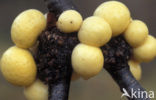 Darwin s fungus (Cyttaria Darwinii)