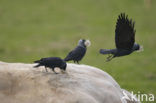 Eurasian Jackdaw (Corvus monedula)