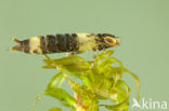 Anax spec.