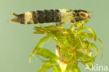 Anax spec.