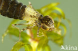 Anax spec.