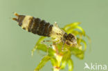 Anax spec.