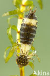 Anax spec.