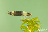 Anax spec.