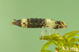Anax spec.