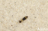 Anax spec.