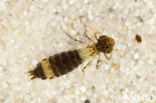 Anax spec.