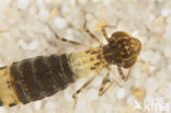 Anax spec.
