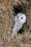 Kerkuil (Tyto alba) 