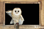 Barn Owl (Tyto alba)