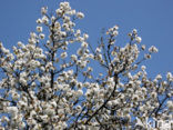 Cherry (Prunus spec)