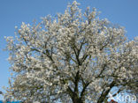 Cherry (Prunus spec)