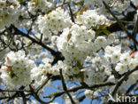 Cherry (Prunus spec)