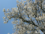 Cherry (Prunus spec)