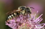 Kielstaartkegelbij (Coelioxys alata) 