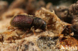 Kissophagus hederae