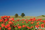 Klaproos (Papaver spec.)