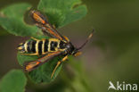 Six-belted Clearwing (Bembecia ichneumoniformis)