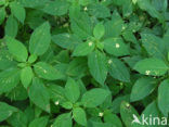 Small Balsam (Impatiens parviflora)