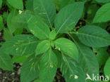 Small Balsam (Impatiens parviflora)