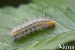 Kleine beer (Phragmatobia fuliginosa)