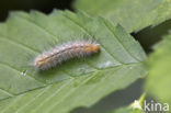 Ruby Tiger (Phragmatobia fuliginosa)