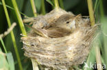 Kleine Karekiet (Acrocephalus scirpaceus)