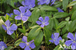 Lesser Periwinkle (Vinca minor)