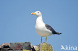 Kleine Mantelmeeuw (Larus fuscus)