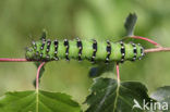 Kleine nachtpauwoog (Saturnia pavonia)