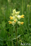 Yellow-rattle (Rhinanthus minor)