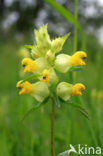 Kleine ratelaar (Rhinanthus minor) 