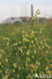 Lesser Meadow-rue (Thalictrum minus)