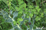 Lesser Meadow-rue (Thalictrum minus)