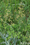 Lesser Meadow-rue (Thalictrum minus)