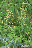 Lesser Meadow-rue (Thalictrum minus)