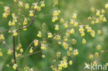 Kleine ruit (Thalictrum minus) 