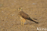 Kleine Torenvalk (Falco naumanni) 