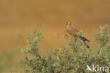 Kleine Torenvalk (Falco naumanni) 