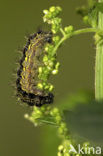 Kleine vos (Aglais urticae)