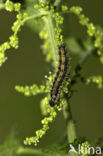 Kleine vos (Aglais urticae)