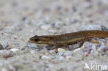 Kleine watersalamander (Triturus vulgaris)